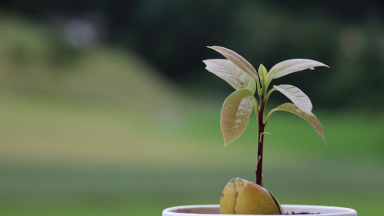 Avocado Pflanze