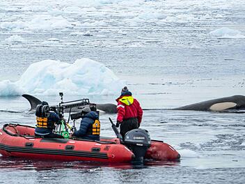 In der "Terra X"- Doku begleitet das Kamerateam die Orcas hautnah.