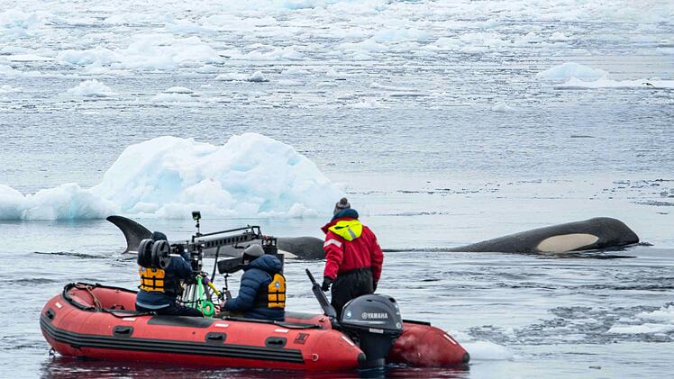 In der "Terra X"- Doku begleitet das Kamerateam die Orcas hautnah.