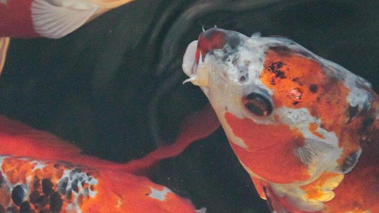 Sogar die Kois werden angestrahlt. Foto: Jürgen Gärtner