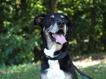 Tierheim Bayreuth: Trauer um "besonderen" Hund Toni: "Das hättest du nicht verdient"