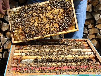 In den Bruträumen der Bienenstöcke kann sich die Faulbrut ausbreiten. Bei Befall müssen die Imker handeln. Foto: Franziska Rieger/Archiv