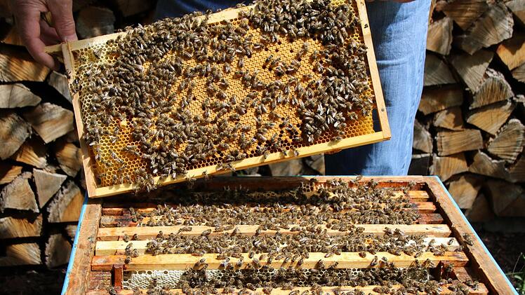 In den Bruträumen der Bienenstöcke kann sich die Faulbrut ausbreiten. Bei Befall müssen die Imker handeln. Foto: Franziska Rieger/Archiv