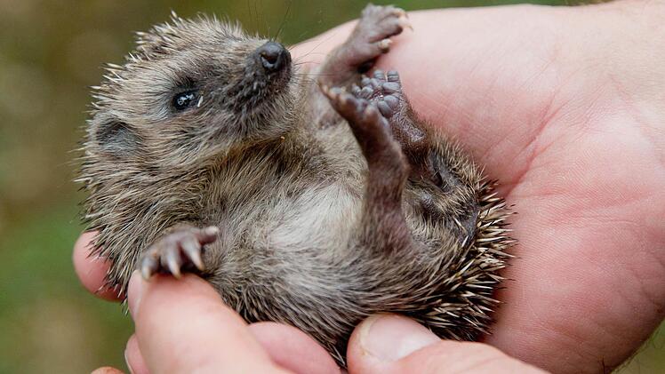 Igel sind Wildtiere und brauchen im Normalfall keine Hilfe vom Menschen. Symbolbild: Daniel Karmann/dpa