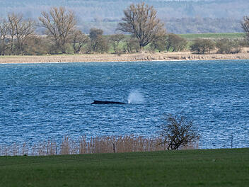 Buckelwal Timmy sitzt wieder fest