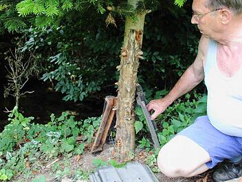 Franz Josef Blümlein zeigt die Verbisschäden, die der Biber hinterlassen hat. Foto: Heike Beudert