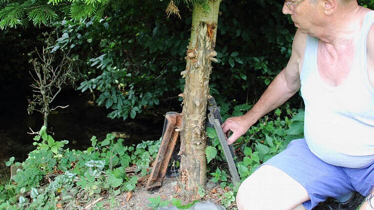 Franz Josef Blümlein zeigt die Verbisschäden, die der Biber hinterlassen hat. Foto: Heike Beudert
