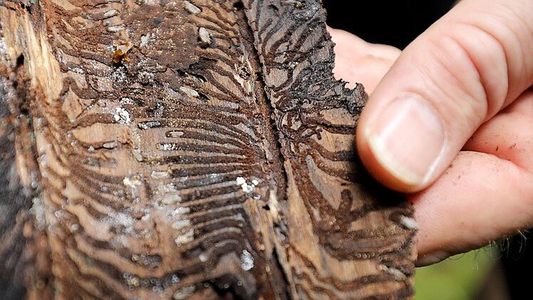 In diesem Rindenstück sind die Fraß- und Brutgänge des Borkenkäfers gut zu sehen. Foto: Oliver Berg/dpa