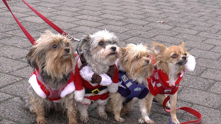 Sind wir nicht schick? Die Hundemama (links) ging mit ihrem Nachwuchs eine Runde über den Hundemarkt.Christian Licha
