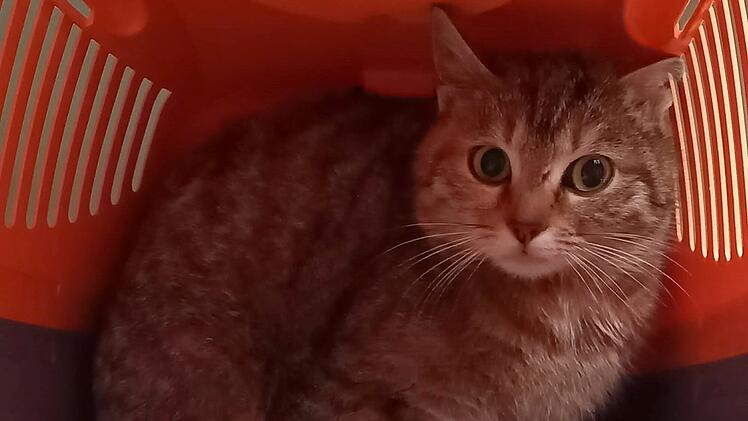 Tierheim Bayreuth: Katze in Abfallcontainer gefunden - "Sehr scheues Tier"