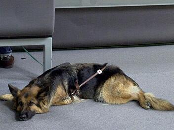 Wenig Interesse am parlamentarischen Geschehen zeigt Schäferhund Myra am 4.7.2001 im Plenarsaal des Berliner Reichstagsgebäudes. Dürfen Hunde bald in den Bundestag? Einige Politiker finden das eine prima Idee. Foto: dpa