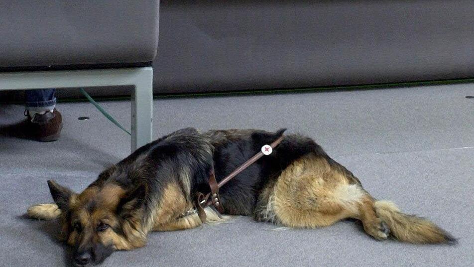 Wenig Interesse am parlamentarischen Geschehen zeigt Schäferhund Myra am 4.7.2001 im Plenarsaal des Berliner Reichstagsgebäudes. Dürfen Hunde bald in den Bundestag? Einige Politiker finden das eine prima Idee. Foto: dpa