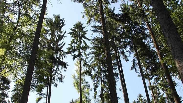 Der Hochwald am Wegesrand