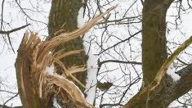 ,Fachgerecht' zerfetzt