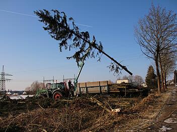 Mit drei Arbeitern fällte die Höchstadter Firma Schmitt am Donnerstag im Auftrag der Stadt mehrere Bäume im Kieferndorfer Weg. Sie wichen den Einfahrten zum geplanten Aisch-Park-Center.  Fotos: Christian Bauriedel