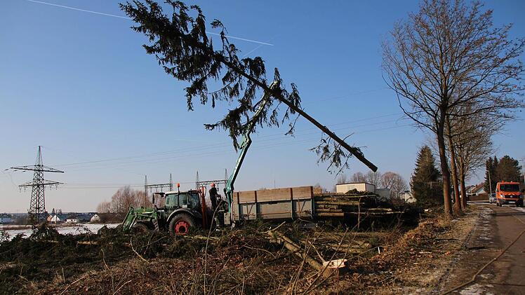 Mit drei Arbeitern fällte die Höchstadter Firma Schmitt am Donnerstag im Auftrag der Stadt mehrere Bäume im Kieferndorfer Weg. Sie wichen den Einfahrten zum geplanten Aisch-Park-Center.  Fotos: Christian Bauriedel