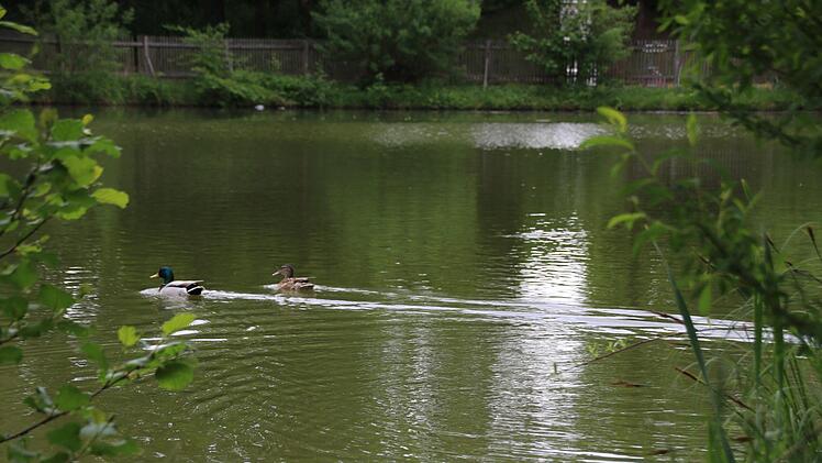 Ruhig zieht dieses Entenpaar auf dem Untersteinacher Teich seine Runden,