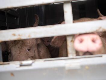 Ein Schweinetransporter ging auf der A7 bei Bad Kissingen in Flammen auf. Mehrere Schweine wurden dabei get&ouml;tet. Symbolfoto: Sebastian Gollnow/dpa