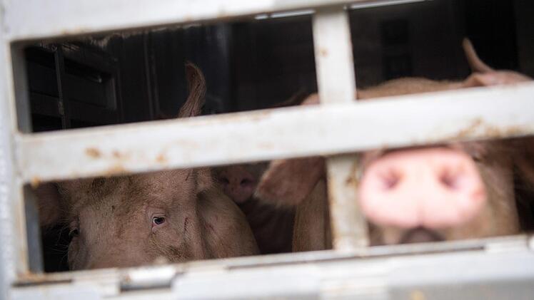 Ein Schweinetransporter ging auf der A7 bei Bad Kissingen in Flammen auf. Mehrere Schweine wurden dabei getötet. Symbolfoto: Sebastian Gollnow/dpa