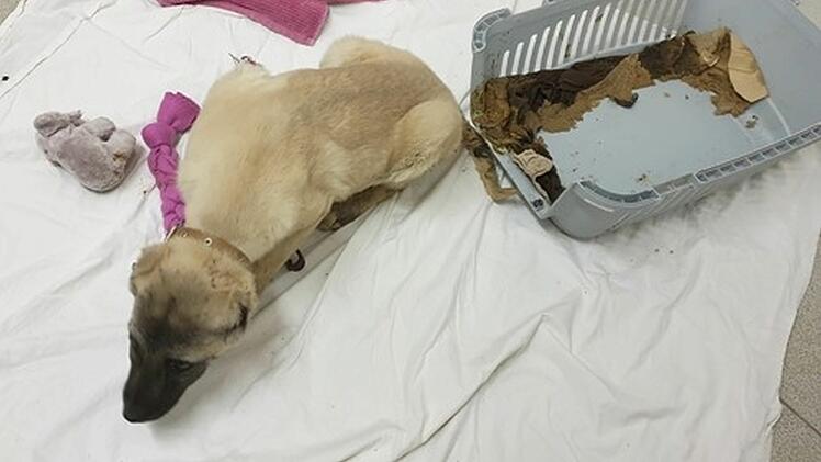 Tierheim Feucht nimmt zwei Hunde aus illegalem Transport auf