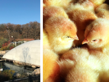 Tiergarten N&uuml;rnberg will weiter K&uuml;ken verf&uuml;ttern - trotz Verbot von K&uuml;kent&ouml;tung