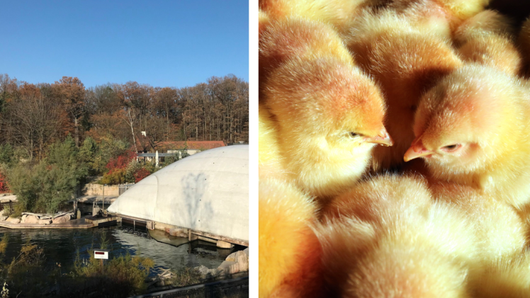 Tiergarten N&uuml;rnberg will weiter K&uuml;ken verf&uuml;ttern - trotz Verbot von K&uuml;kent&ouml;tung