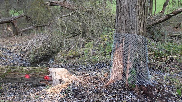 Bilder von der Teichanlage des ASV Hammelburg oberhalb von Obereschenbach. Foto: Ralf Ruppert