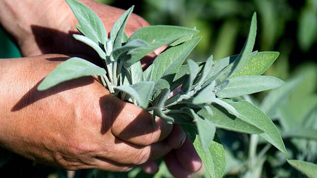 Salbei ist vor allem wegen seiner wohltuenden Wirkung bei Husten und Halsschmerzen bekannt. Foto:Arno Burgi/dpa