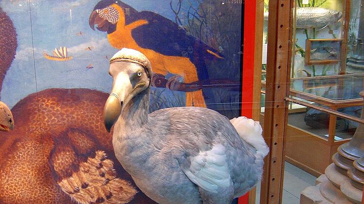 Der Dodo gilt als Paradebeispiel für eine schon lange vom Menschen ausgerottete Art.
