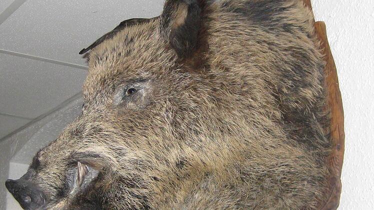 Derzeit sagt so manch einer: Nur ein totes Wildschwein ist ein gutes Wildschwein.