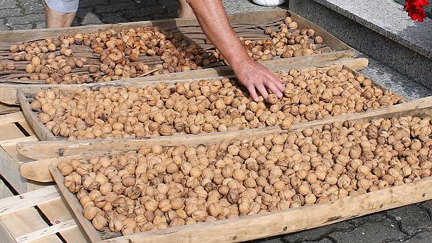 Die Waln&uuml;sse werden auf Darren getrocknet. Bei sch&ouml;nem Wetter geschieht das im Freien. Foto: Josef Schr&ouml;der