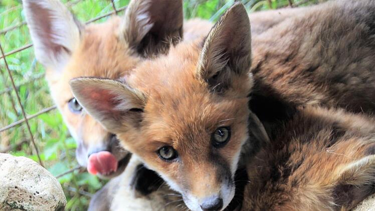 Insgesamt acht Fuchs-Findelkinder leben aktuell auf dem Sternenhof. Diana Fuchs
