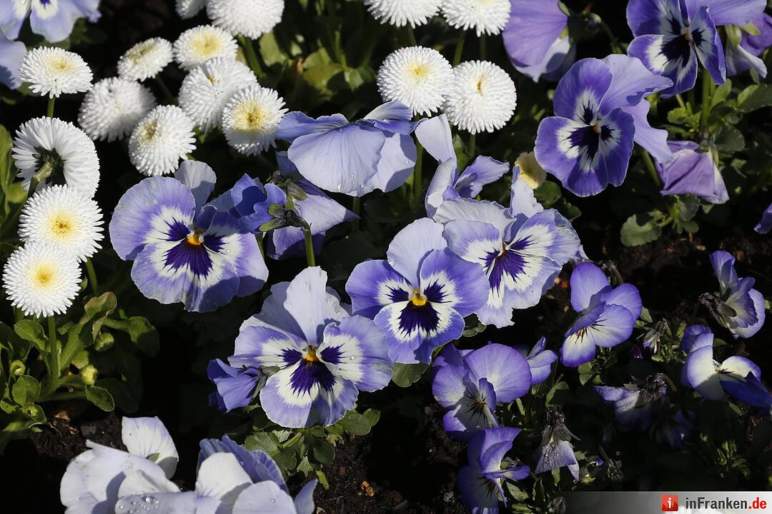 Blumen und mehr: Die Landegartenschau 2016 Bayreuth