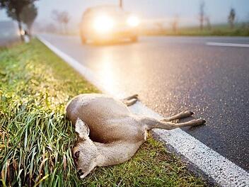 Auch wenn das Wild nach einem Zusammenstoß nicht wie hier tot liegenbleibt, sollte die Kollision gemeldet werden. Foto: Julian Stratenschulte, dpa