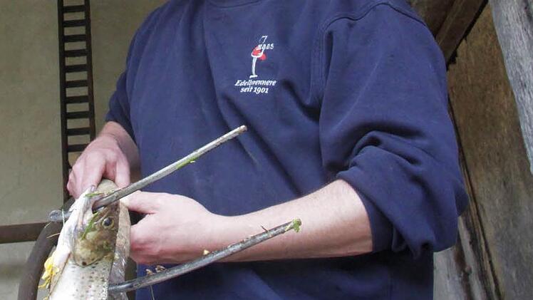 Leblose Früchte findet Haas öfter am Wehr in Pretzfeld. Tote Fische erst seit rund drei Wochen.