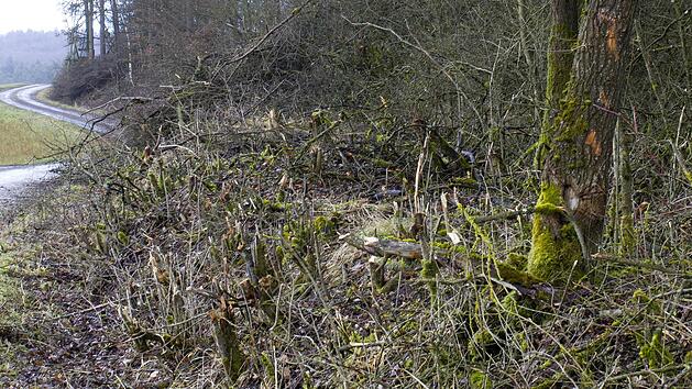 Ein Mitglied der Antragsteller hat dieses Beispiel "missgl&uuml;ckter Heckenpflege" am 14. M&auml;rz im Stadtgebiet von Se&szlig;lach fotografiert.