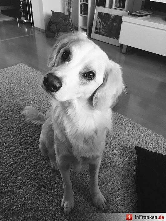 Auf den Hund gekommen: Die schönsten fränkischen Hunde unserer Nutzer