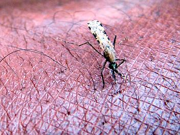 Malaria