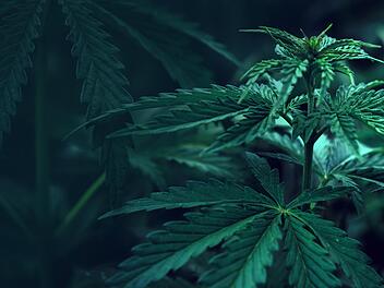Bald legal? Ein Eckpunktepapier lässt erste Details zum weiteren Umgang mit Cannabis durchblicken. Expertinnen und Experten aus Bad Kissingen nehmen Stellung.