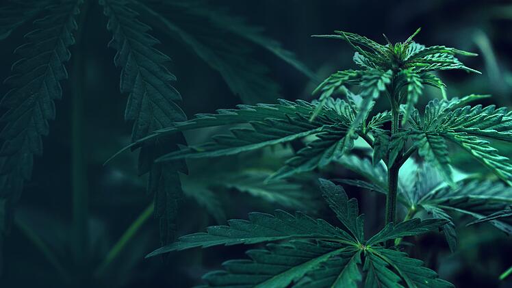 Bald legal? Ein Eckpunktepapier lässt erste Details zum weiteren Umgang mit Cannabis durchblicken. Expertinnen und Experten aus Bad Kissingen nehmen Stellung.