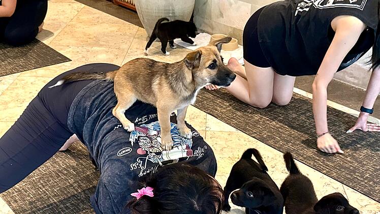 Wellness-Trend Puppy Yoga