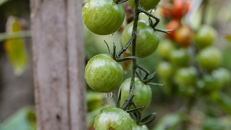 Tomaten dürfen in der Permakultur im Regen stehen.