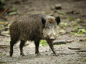 Jährlich steigt die Wildschweinpopulation um 200 bis 300 Prozent. Foto: Fredrik von Erichsen/dpa