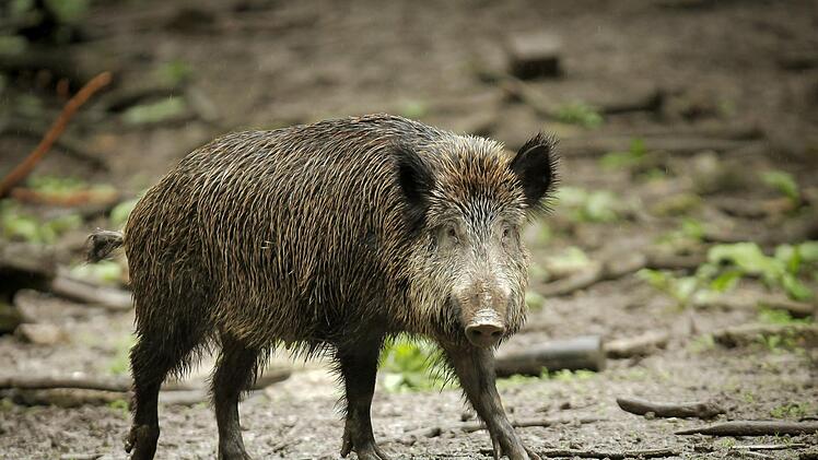 Jährlich steigt die Wildschweinpopulation um 200 bis 300 Prozent. Foto: Fredrik von Erichsen/dpa