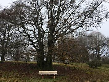 Einige schützenswerte Biotope und  einen sehr alten Buchenbestand haben Birgit Badde vom Forstamt Rupboden und Bürgermeister Rommelt bei einer Waldbegehung  entdeckt . Evelyn Schneider