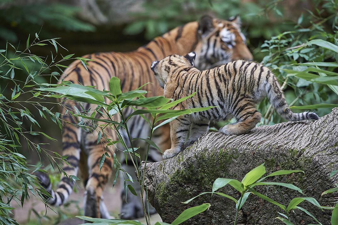 Kleine Tiger im Außengehege des Tiergartens Nürnberg