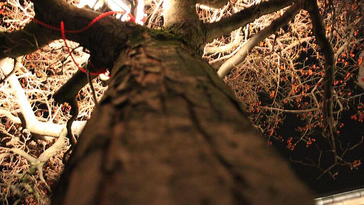 Baustrahler bringen die Bäume vor der Kirche zum leuchten.