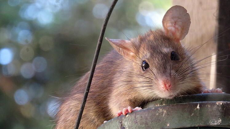 Symbolbild: Ratte