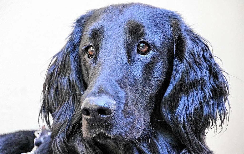 der partner mit der kalten schnauze