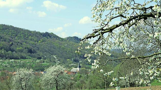 Kirschbl&uuml;te beim Walberla Foto: gal
